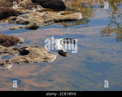 High-Angle-Aufnahme eines Alligators, der in einem See schwimmend ist Tagsüber Stockfoto