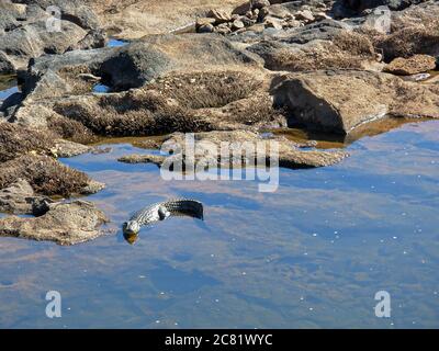 High-Angle-Aufnahme eines Alligators, der in einem See schwimmend ist Tagsüber Stockfoto