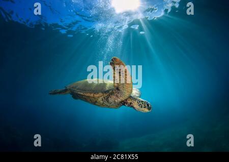 Eine Unterwasseransicht einer Hawaii Green Sea Turtle (Chelonia mydas); Makena, Maui, Hawaii, Vereinigte Staaten von Amerika Stockfoto