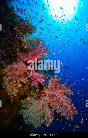 Farbenfrohe Unterwasserriffszene mit Fischen und weichen Korallen; Fidschi Stockfoto