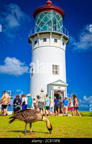 Gruppe von Touristen am Kilauea Leuchtturm unter blauem Himmel. Nene (Branta sandvicensis), oder Hawaiianische Gans, steht im Vordergrund, Kilauea Point National... Stockfoto