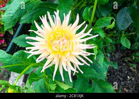 Gelb weiße Dahlia Blume in einem Garten. Spitz zulaufende Blütenblätter in Stern- oder sonnenförmigem Muster angeordnet. Stockfoto