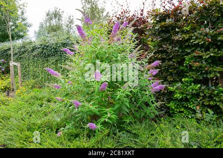 Lila blühender Schmetterlingsbusch oder Sommerflieder (lateinischer Name: Buddleja davidii). Blumen sind sehr attraktiv für Schmetterlinge. Stockfoto