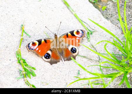 Großer, bunter Schmetterling, der als Pfauenschmetterling (lateinischer Name: Aglais io) bekannt ist, erwärmt sich auf einem Stein Stockfoto