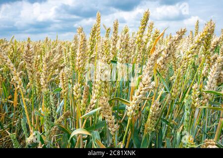 Die Ähren des Weizens im Feld, die Getreidekörner reifend Stockfoto