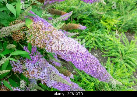 Lila oder lila Blüten von Schmetterlingsbusch oder Sommer Flieder (lateinischer Name: Buddleja davidii). Der Blütenkopf besteht aus unzähligen kleinen Blumen. Stockfoto
