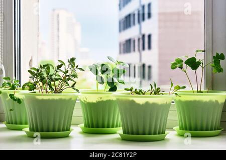 Gemüsegarten auf Fensterbank auf dem Hintergrund des blauen Himmels und städtischen Gebäuden. Junge Pflanzen von Tomaten, Gurken, Mangold, Rettich, Phlox in grünen Töpfen. Stockfoto