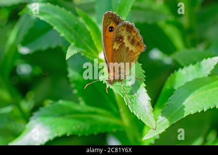 Ein Nahaufnahme eines Gatekeeper Butterfly, der auf leuchtend grünen Blättern der Gänseblümchen ruht und dessen Auge deutlich zu sehen ist Stockfoto