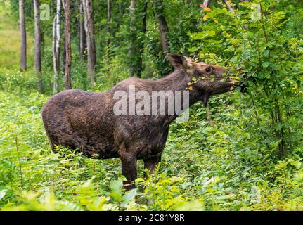 Elch steht im Wald im hohen Gras.Leningrad Region. Russland. Stockfoto