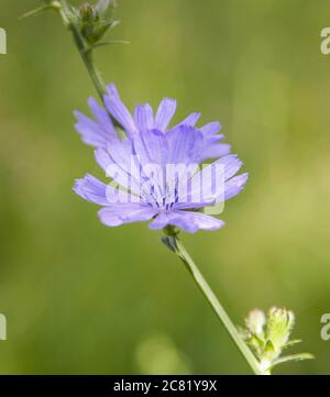 Blaue Zichorien Blume auf verschwommenem Sommer Hintergrund Stockfoto