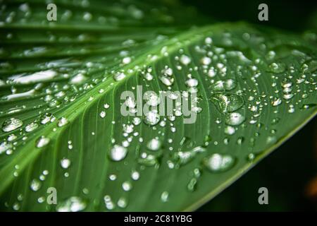 Transparentes Regenwasser auf einem grünen Blatt einer Canna-Pflanze. Nahaufnahme. Nach starkem Regen erhalten Blumen und Blätter ihre natürliche Schönheit.