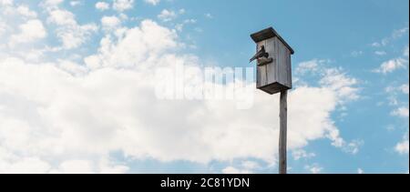 Starling auf einem alten hölzernen Vogelhaus gegen einen bewölkten Himmel. Banner. Speicherplatz kopieren Stockfoto