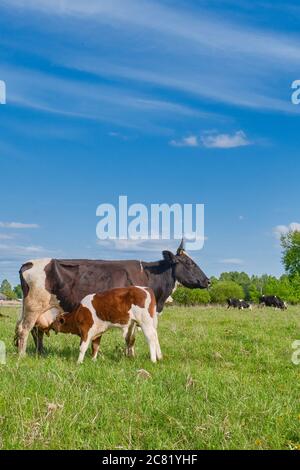 Das Kalb saugt Milch aus dem Euter der Kuh. Eine Herde Kühe grast auf einer Weide. Speicherplatz kopieren Stockfoto