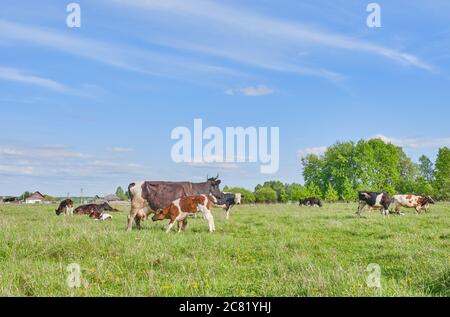 Ländliche Landschaft. Eine Herde Kühe, die an einem Sommertag auf einer Weide grasen. Speicherplatz kopieren Stockfoto