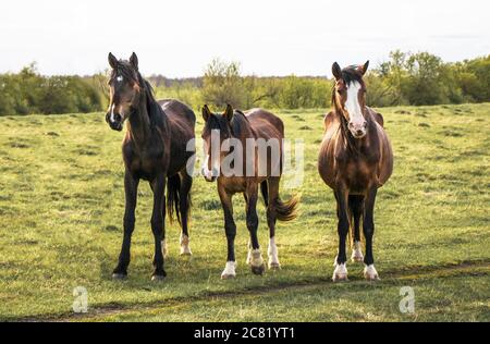 Full Face Portrait von drei schönen Sauerampfer Pferde ruhig auf einer Weide stehen. Nahaufnahme. Stockfoto