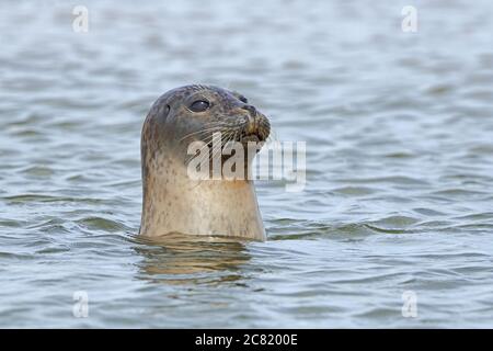 Neugierige Hafenrobbe (Phoca vitulina), die die Küste von Norfolk vermessen Stockfoto