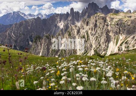 Unglaubliche Naturlandschaft in den Dolomiten Alpen. Blühende Wiese im Frühling. Blumen in den Bergen. Frühlingsfrische Blumen. Stockfoto