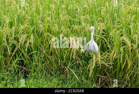 Weißer Reiher auf Reisfeld Stockfoto