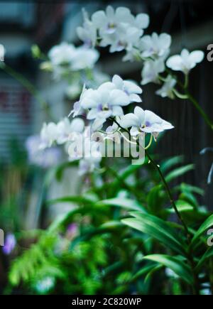 Weiße Orchideen, Bangkok, Thailand, Südostasien Stockfoto