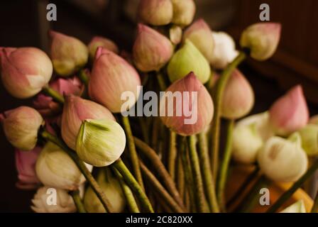 Lotusblumen, Bangkok, Thailand, Südostasien Stockfoto