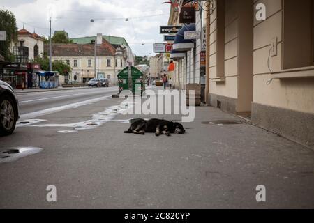 Belgrad, Serbien, 19. Juli 2020: Streunender Hund liegt auf dem Bürgersteig in der Glavna Straße in Zemun Stockfoto