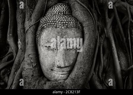 Wat Mahathis Buddha Head sitzt in wachsenden Baumwurzeln, Ayutthaya, Thailand, Südostasien Stockfoto