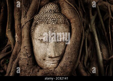 Wat Mahathis Buddha Head sitzt in wachsenden Baumwurzeln, Ayutthaya, Thailand, Südostasien Stockfoto