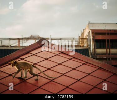 Affe auf dem Dach in Lopburi, Thailand, Südostasien Stockfoto