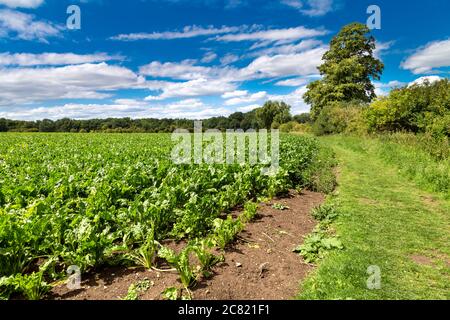Zuckerrübenanbau in Hertfordshire, Großbritannien Stockfoto
