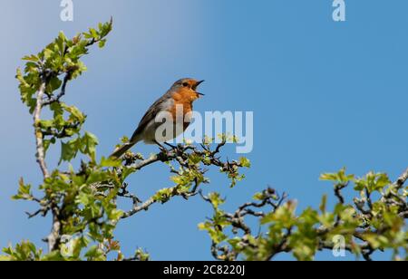 Ein Robin singt in einer Hecke, Chipping, Preston, Lancashire, Großbritannien Stockfoto