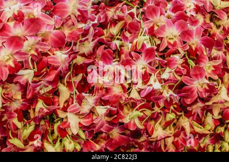 Farbenfrohe und geschäftige Pak Khlong Talat Blumenmarkt in Bangkok hat eine riesige Auswahl an Flora. Rosa Blüten. Wunderschöne frische Orchideen. Stockfoto