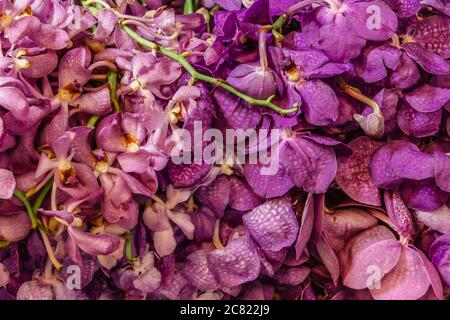 Farbenfrohe und geschäftige Pak Khlong Talat Blumenmarkt in Bangkok hat eine riesige Auswahl an Flora. Rosa violette Blüten. Orchideen aus nächster Nähe. Stockfoto