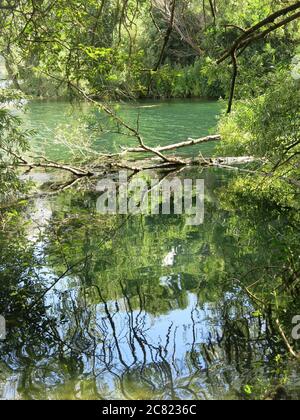 Eine sumpfige Atmosphäre am Delapre Lake mit türkisfarbenem Wasser, Reflexen im Wasser und verworrenen Ästen am Ufer. Stockfoto