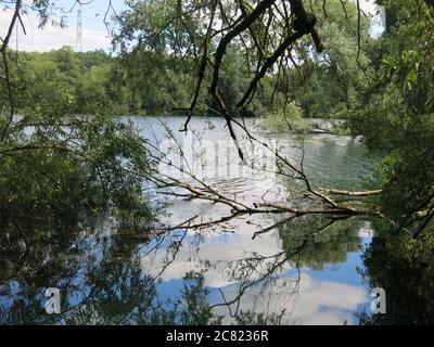 Reife Trauerweiden überhängen den Wasserrand am Delapre Lake und die Äste und der Himmel spiegeln sich im Wasser. Stockfoto