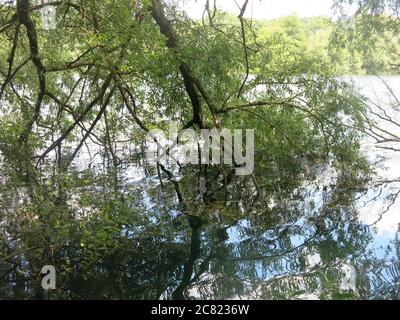 Reife Trauerweiden überhängen den Wasserrand am Delapre Lake und die Äste und der Himmel spiegeln sich im Wasser. Stockfoto