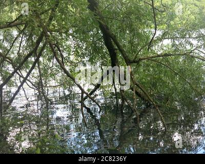 Reife Trauerweiden überhängen den Wasserrand am Delapre Lake und die Äste und der Himmel spiegeln sich im Wasser. Stockfoto