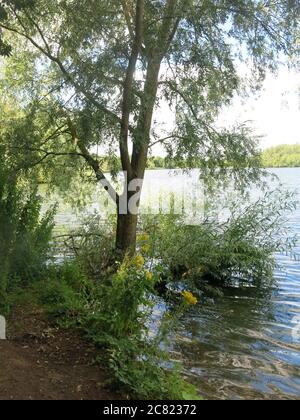 Reife Trauerweiden überhängen den Wasserrand am Delapre Lake und die Äste und der Himmel spiegeln sich im Wasser. Stockfoto