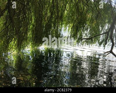 Reife Trauerweiden überhängen den Wasserrand am Delapre Lake und die Äste und der Himmel spiegeln sich im Wasser. Stockfoto