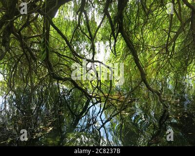 Reife Trauerweiden überhängen den Wasserrand am Delapre Lake und die Äste und der Himmel spiegeln sich im Wasser. Stockfoto