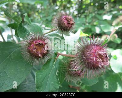 Die runden, haarigen Blütenköpfe oder Gräser von kleiner Klette (arctium minus) sehen überraschend aus wie das Coronavirus-Bild von Covid-19. Stockfoto