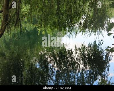 Reife Trauerweiden überhängen den Wasserrand am Delapre Lake und die Äste und der Himmel spiegeln sich im Wasser. Stockfoto