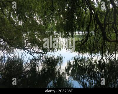 Reife Trauerweiden überhängen den Wasserrand am Delapre Lake und die Äste und der Himmel spiegeln sich im Wasser. Stockfoto