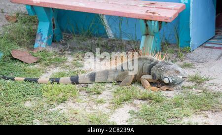 Wilder grüner Leguan beim Brotessen auf der tropischen Insel St. Croix auf den US Jungferninseln Stockfoto