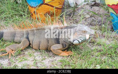 Nahaufnahme von grünem Leguan mit orangen Ähren auf der tropischen Insel St. Croix auf den US Jungferninseln Stockfoto