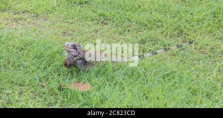 Wildes grünes Leguan auf der tropischen Insel St. Croix auf den US Jungferninseln Stockfoto