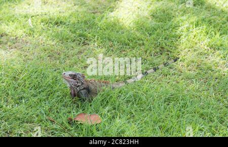 Wildes grünes Leguan auf der tropischen Insel St. Croix auf den US Jungferninseln Stockfoto