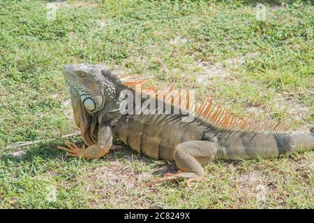 Wildes grünes Leguan auf der tropischen Insel St. Croix auf den US Jungferninseln Stockfoto