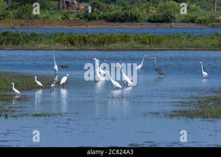 Eine gemischte Gruppe von Weißreiher, Schneegreiher und einem einzigen Blaureiher, die in einem sumpfigen Kanal in einen See wattieren. Stockfoto