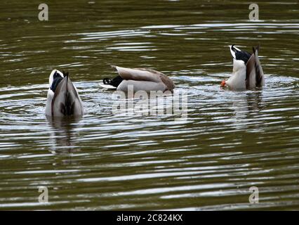 Drei männliche Stockenten, die auf einem Teich nach Nahrung tauchen, Chipping, Preston, Lancashire, England, Vereinigtes Königreich. Stockfoto