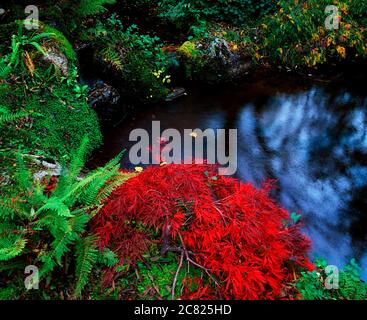 Japanischer Garten, Ardcarrig, Co Galway, Irland, Farns Und Acer Stockfoto